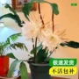 四季盆栽植物小叶绿植