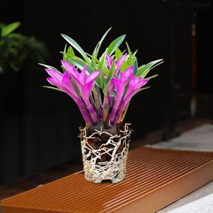 �߲���ˮʯ���m�����ļ��_�����B��Gֲ�k���҃�ֲ������