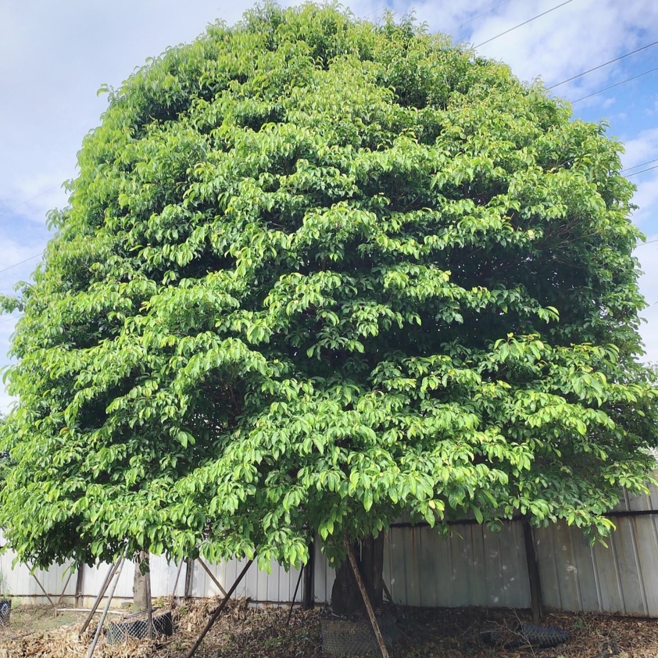 2412B Base Direct Selling Cluster of Large Trees Fake Apple Po Fake Ping Po Honglang Umbrella