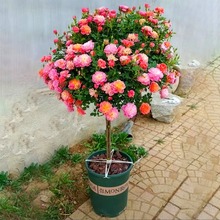 �䘶�¼������ش󻨶�ɫ�����ļ��_��ͥԺ�ߗU�����Ǽ޽Ә���¼�