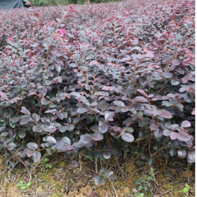 红花继木小苗 工程绿化苗木 红花继木球 园林绿化 行道树规格齐全