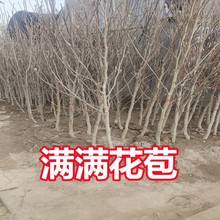 mԵԎtSmͥԺe@־Gļ_