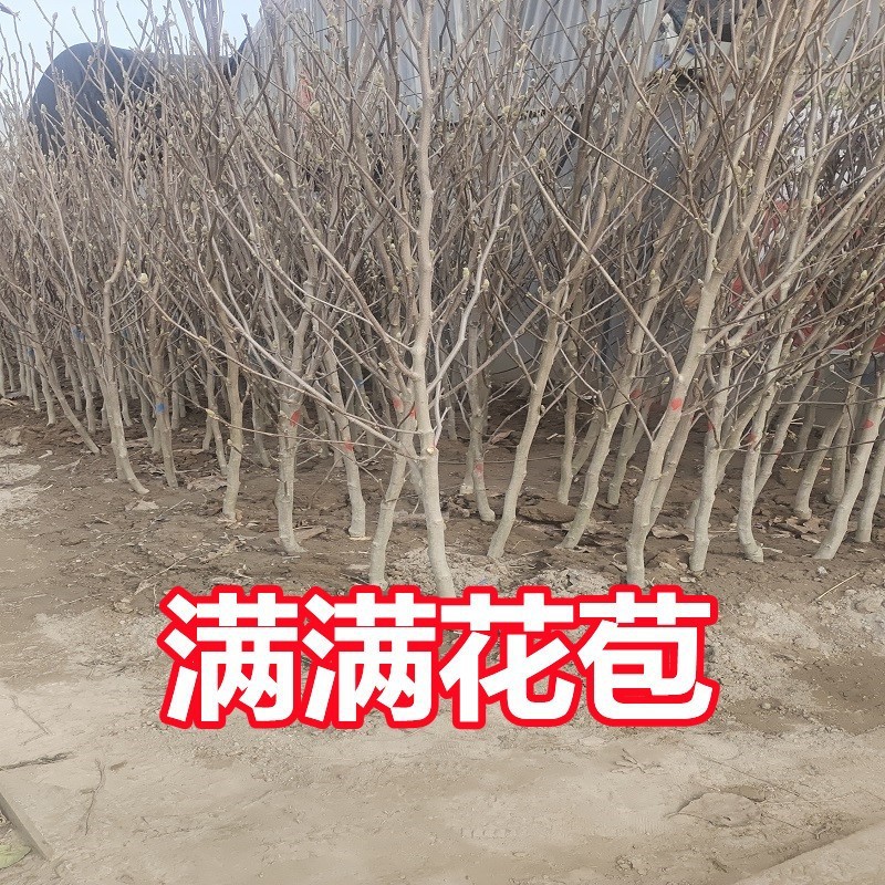 玉兰花树苗盆栽地栽带花苞红黄白紫玉兰庭院别墅园林绿化四季开花