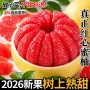 福建老树时令新鲜蜜柚