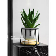 芦荟办公室小盆栽室内好养吸甲醛花卉植物桌面多肉盆景防辐射绿植