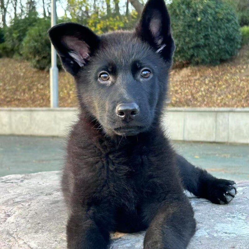 For Sale: Double-Breasted German Shepherd Puppies, Live Livestock Dogs, Large Dogs, Pet Dogs, Puppies, Blackback Bear Version