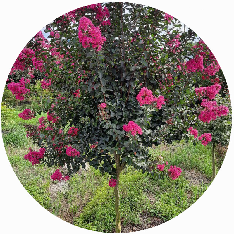 基地批发 美国红火球紫薇 小苗 产地价格 观花别墅景观绿化苗木