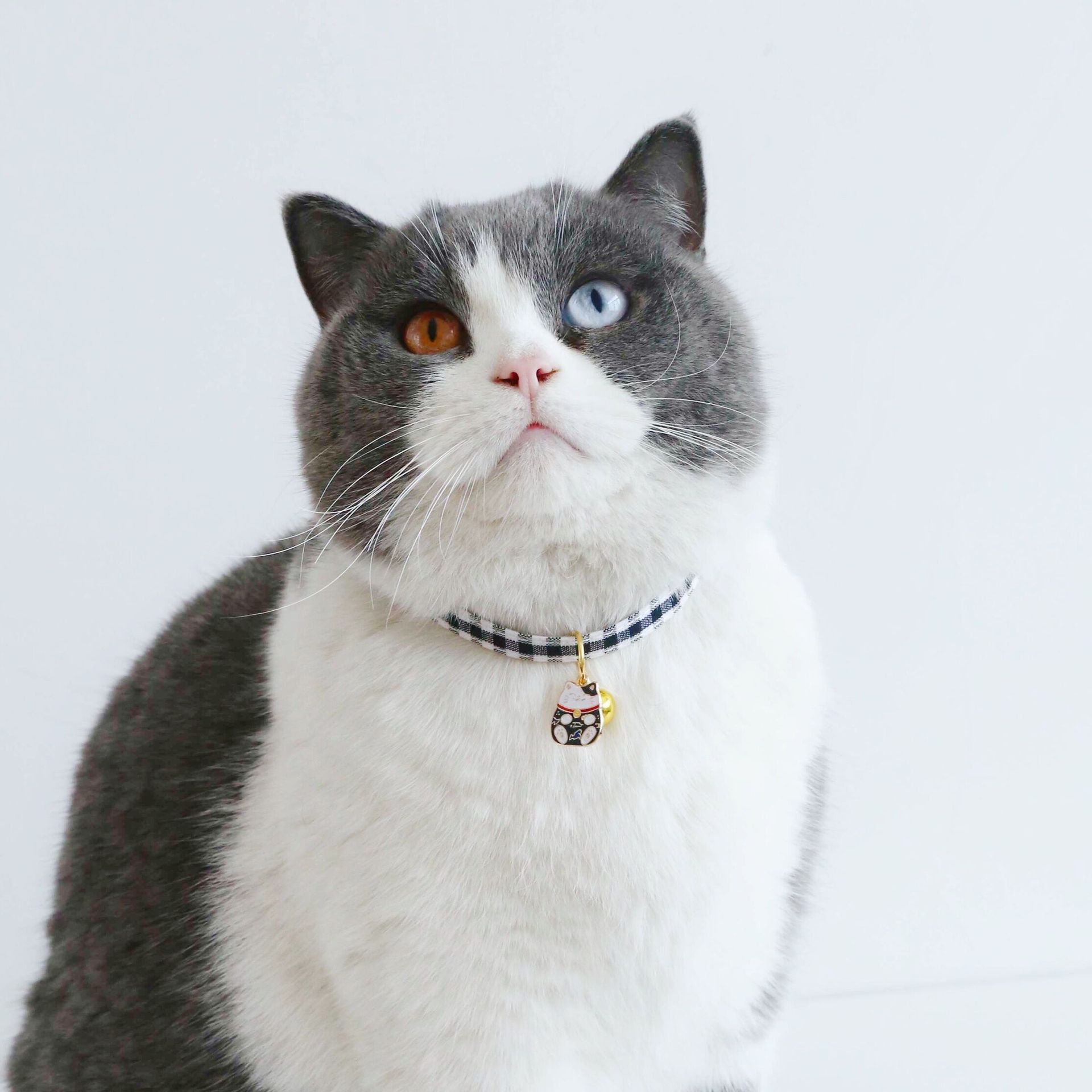 Pet PU cuadrícula ajustable anti-asfixia collar campana gatos perros conejos para atraer la fortuna gatos colgante de dibujos animados collar