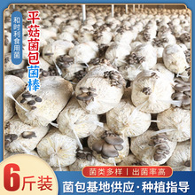 �������l���ͥĢ����������Ģ�����N6���bĢ���Nֲ����ƽ�����N