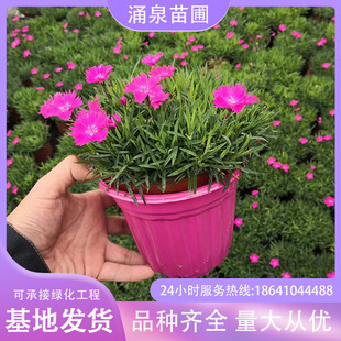 �����쾰���^�G�����Թ����Wʯ��G���������ʯ�����������ʯ��