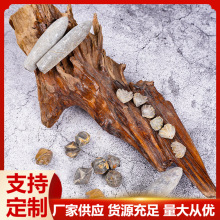 古生物天然化石箭石弓石燕棱嘴贝批发创意摆件儿童礼物科普树化石