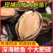 十里馋鲍鱼鲜活冷冻新鲜海捕贝类活体大鲍鱼大连海鲜水产8头鲍/斤