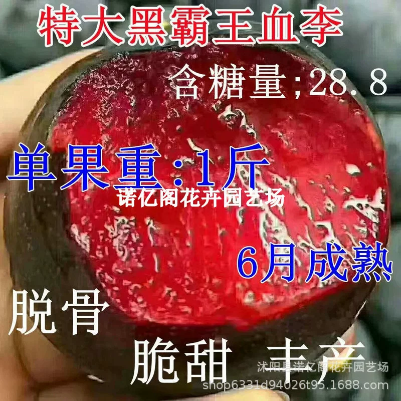 Привитые саженцы сливы Привитые рассады сливы в Южном и Северном Китае Результаты года посадки