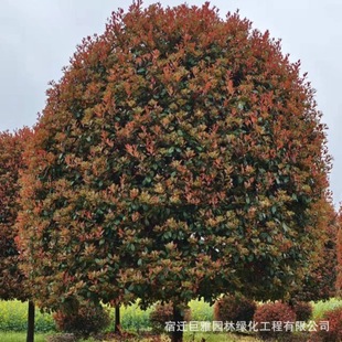 Red Leaf Stone Pine Sapling Nursery Diameter 10-20cm Road Community Greening Seedlings Red Leaf Stone Pine 8-15cm