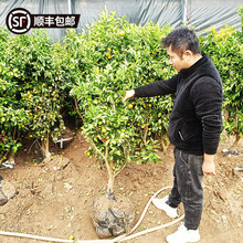 ɳ�ǽۘ��玧��������������ϱ����Nֲ�ļ��ش��������̽۹���