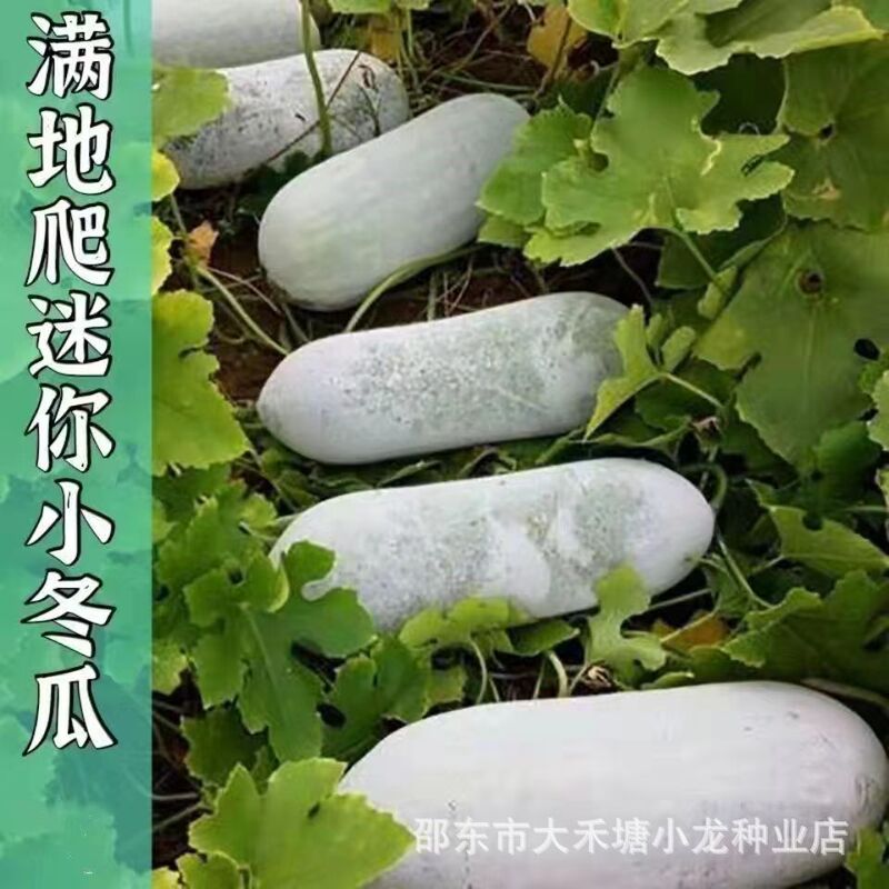 Climbing all over the ground small wax gourd seeds wax gourd seeds hairy section melon small wax gourd four seasons spring high yield potted vegetable seeds
