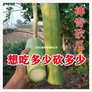 砍瓜种子早熟吊瓜籽青皮嫩南瓜方瓜庭院爬藤蔓菜瓜春秋季蔬菜孑-阿里巴巴