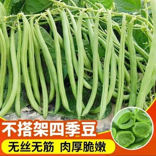[Non-frame Green Bean Seeds] High-yield Potted Seeds of Early Maturing Non-frame Dwarf Bean Balcony in Family Courtyard