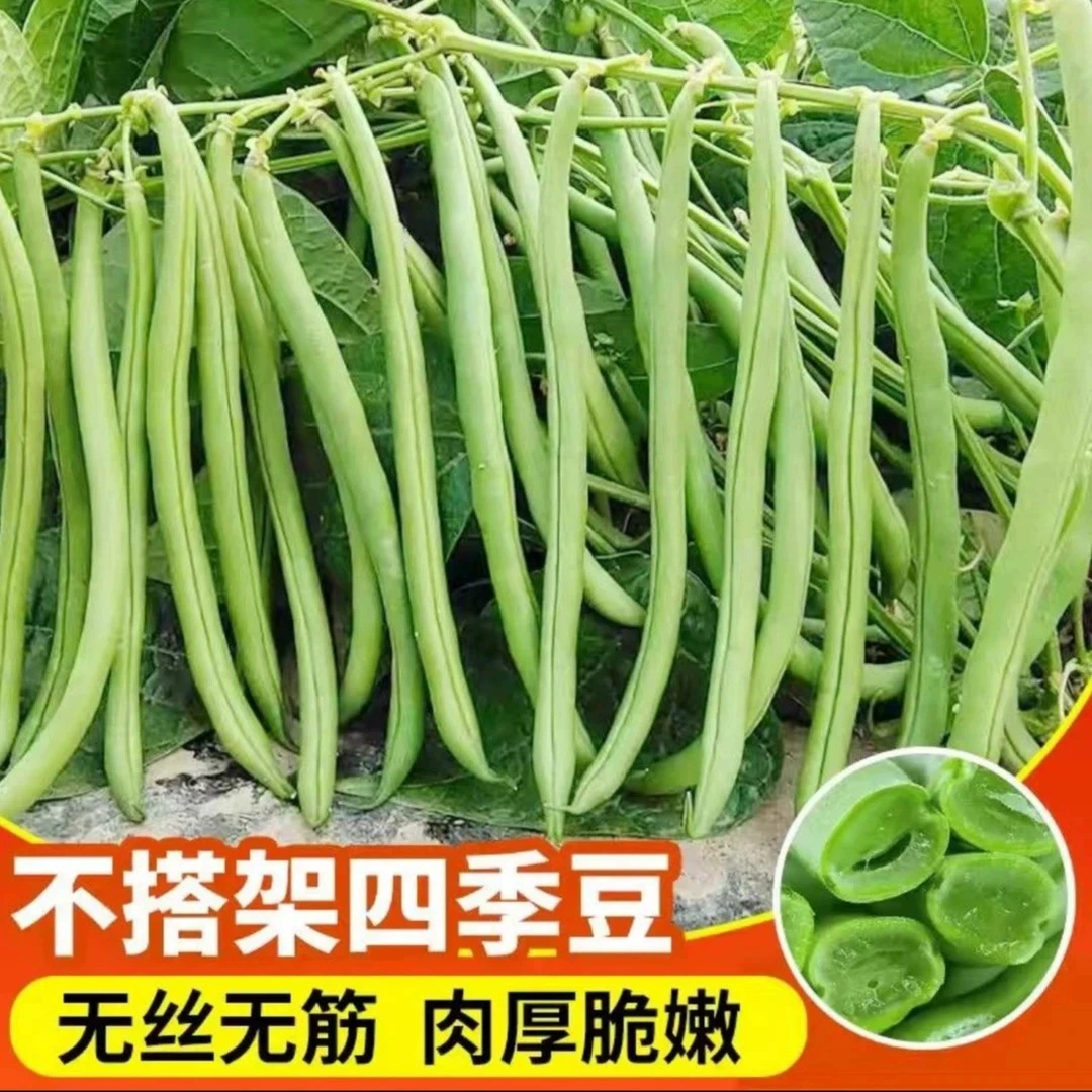 [Семена зеленой фасоли без полки] Семейный двор