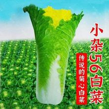 北京小杂56种子早熟黄心大白菜四季可种蔬菜种子高产耐热耐寒抗病