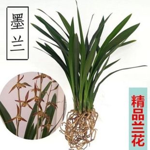 �m����߅ī�m���m���m�ļ��m���ī�m��ѩ�����㶬�����辰