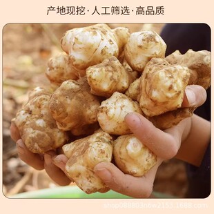 ���|�r�����r���ӽ������󽪵ؽ��������Nֲ�ؽ�