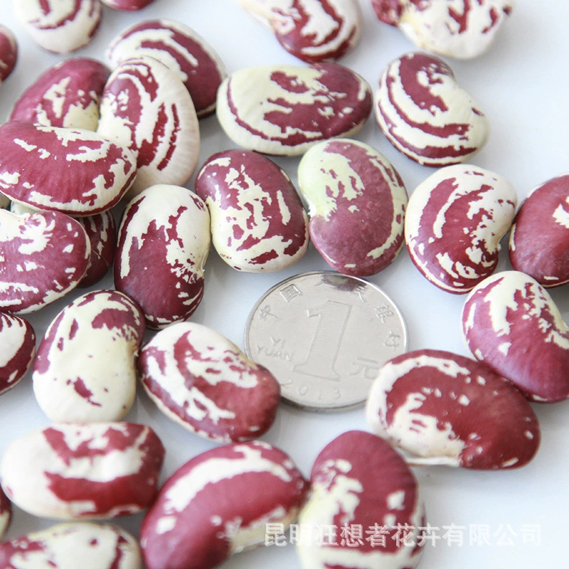 Dry Flower DIY Materials [Dry Fruit] Madman Sommelier Candle Plant Simagon Handmade Class Dry Flower Dry Branches Material