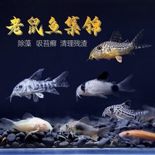 �坍���~��̦��С�͟Ꭷ�~����ח����Ӵ󷫳����������~�����