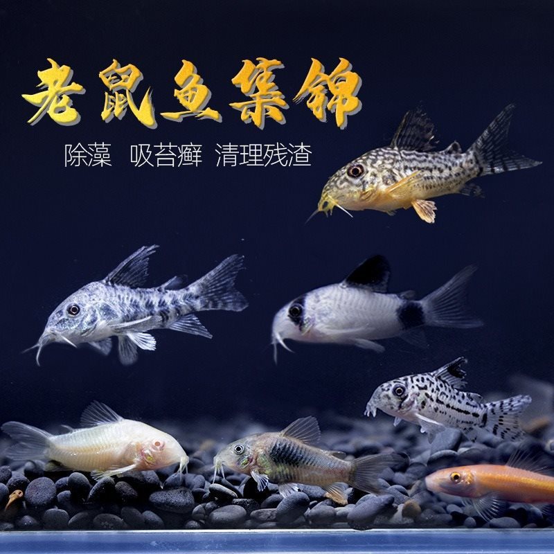 Cleaning Mouse Fish, Golden Moss Mouse, Small Tropical Fish, Algae Removal, Bottom-Dwelling Beard, Large Sailfish, Garbage-Eating Tool, Fish Cleaner