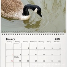 大量现货Goose 2024 Wall Calendar 跨境新品 鸭子日历挂历鸭子