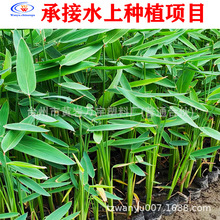 ������ˮ�|����ֲ��ˮ��ˮ�����˽��ӵ��G����ˮ̎����ˮ����ֲ��