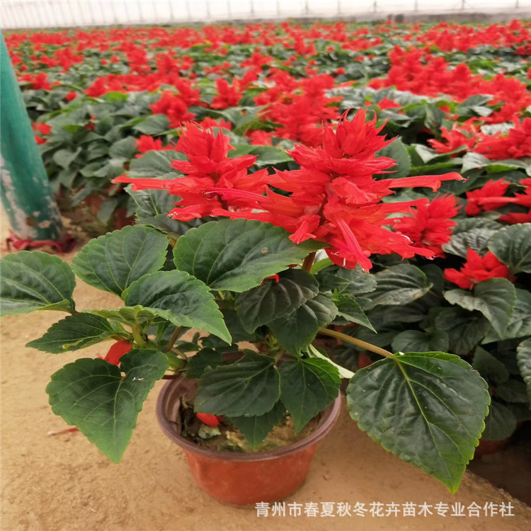 一串红盆栽 炮仗红 小杯 一串红大杯 规格齐全基地直发量大价优
