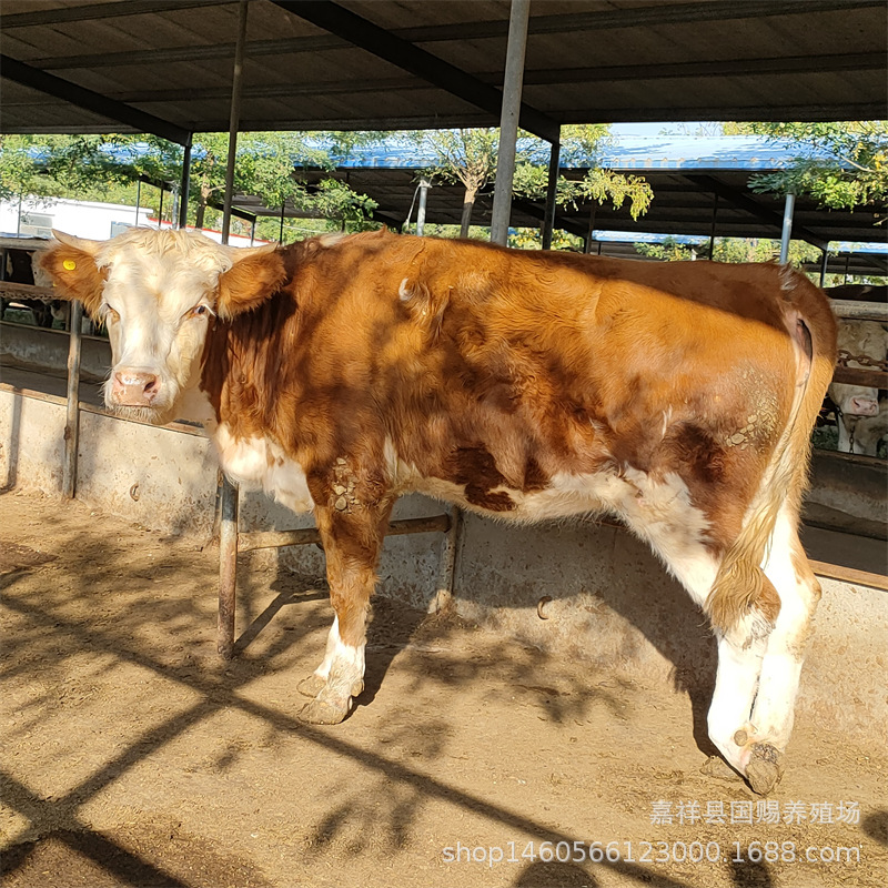 鲁西黄牛种牛养牛场 肉牛犊多少一头 甘肃肉牛牛犊