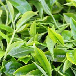 云南普洱茶厂家批发2024年春茶布朗山晒青毛茶500克勐海散装生茶