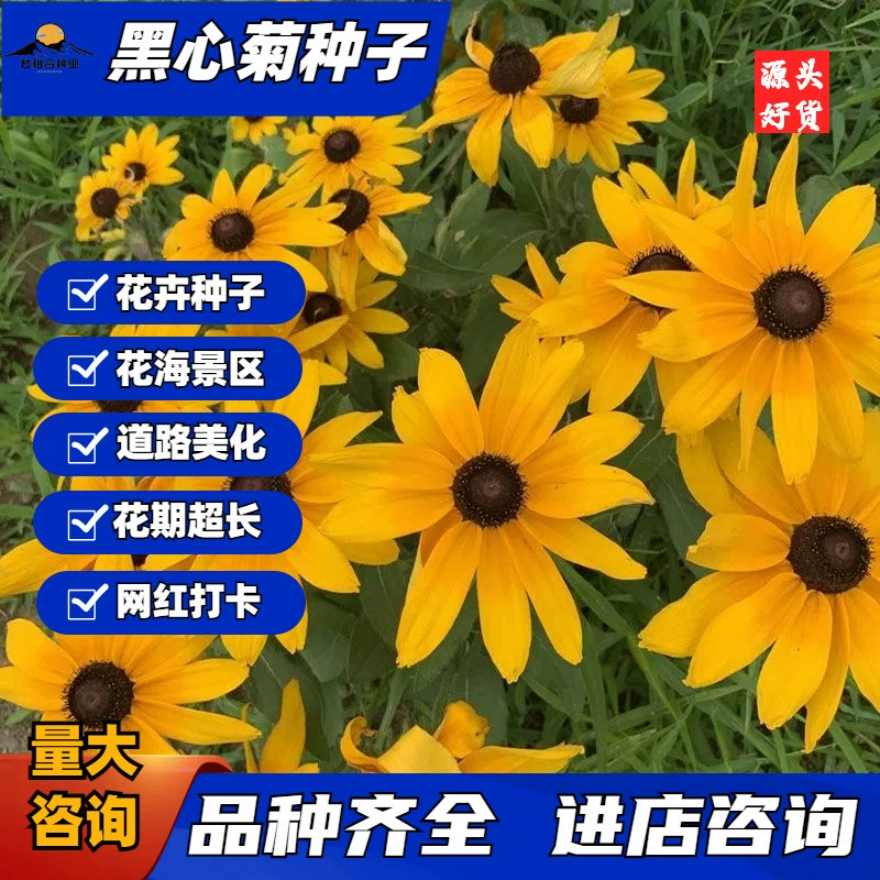 Семена черной хризантемы с сердцем высеваются в любое время года, семена многолетних цветов, цветы для ландшафта на открытом воздухе, морозостойкие семена черной хризантемы с сердцем.