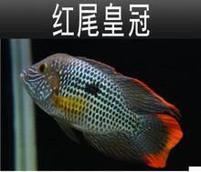 �tβ�ʹ��~���w���^����^����ʹ��{��ؔ��Ꭷ�^�p�~�Lˮ�~