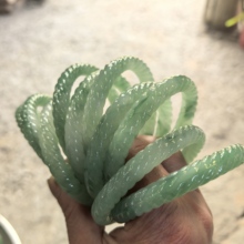 ����ʽ���L�h�������黨���CŮ�[������С������Џ͹Űٴ����C
