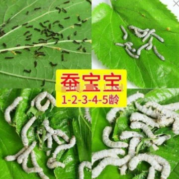 Бесплатная доставка, шелкопряд, детский студенческий набор для разведения шелкопряда, весенний шелкопряд, яйцо, семя, живое животное, эксперимент, натуральный красочный, свежий, нежный, прямые продажи, партия