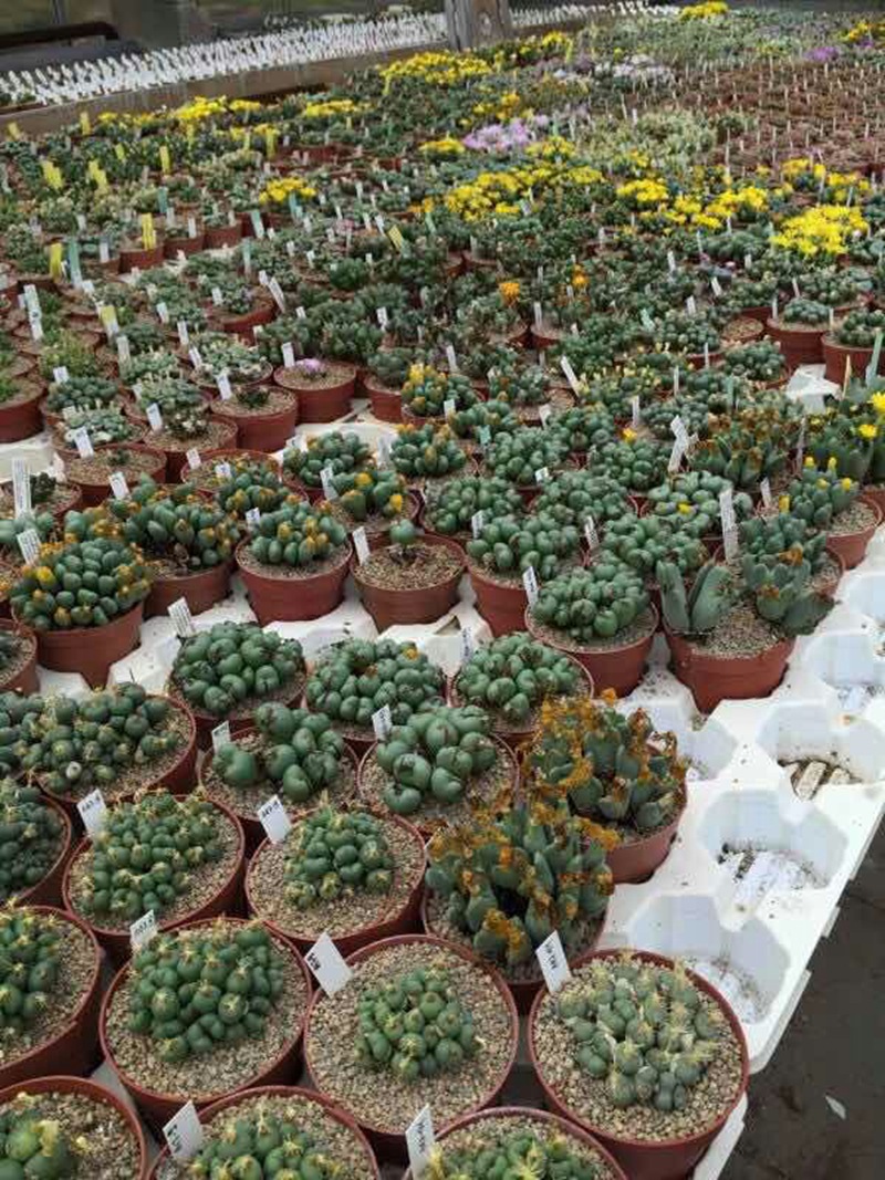 mmexport1512528640629