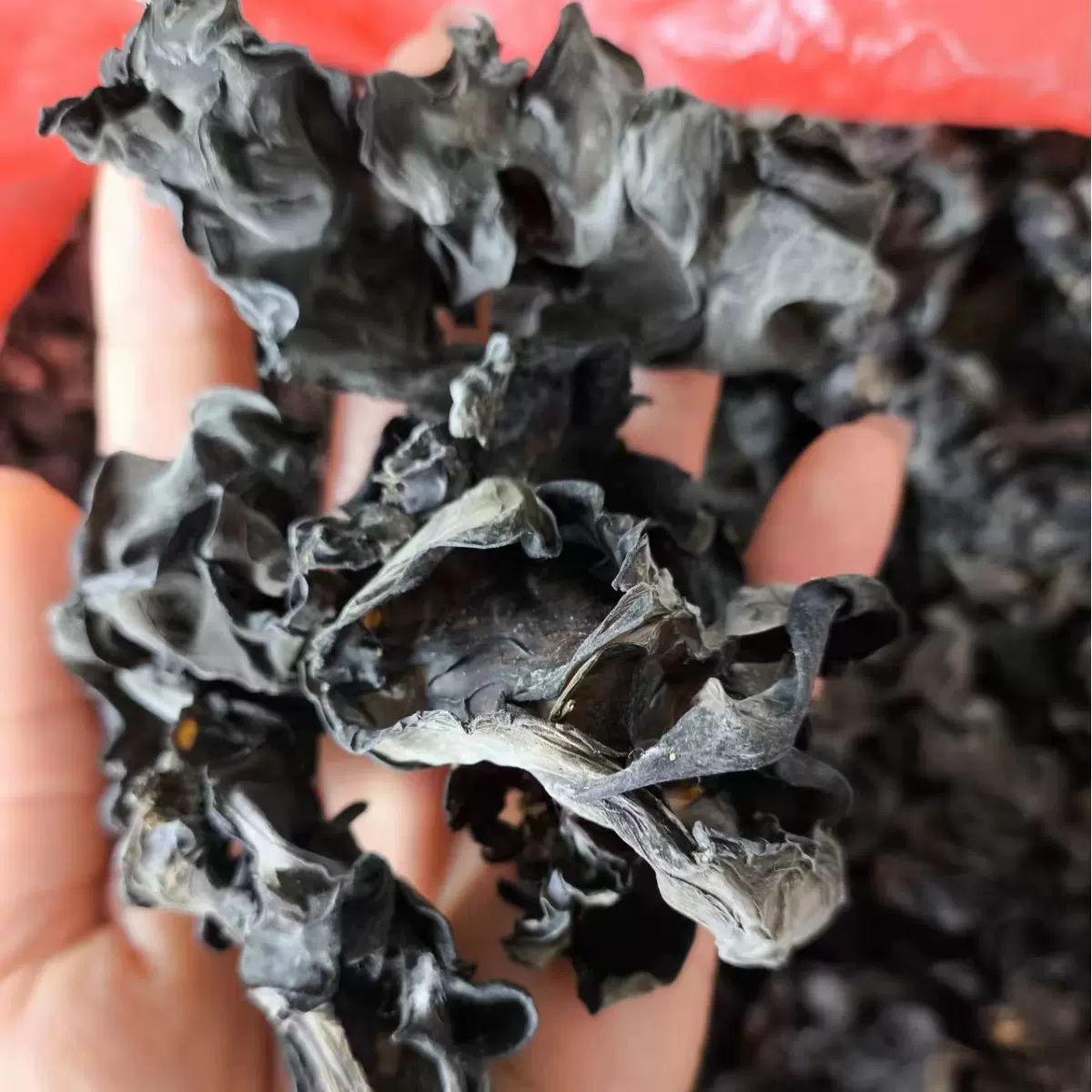 东北特产干木耳长白山黑木耳25斤装一袋农产品现货可批发木耳干货