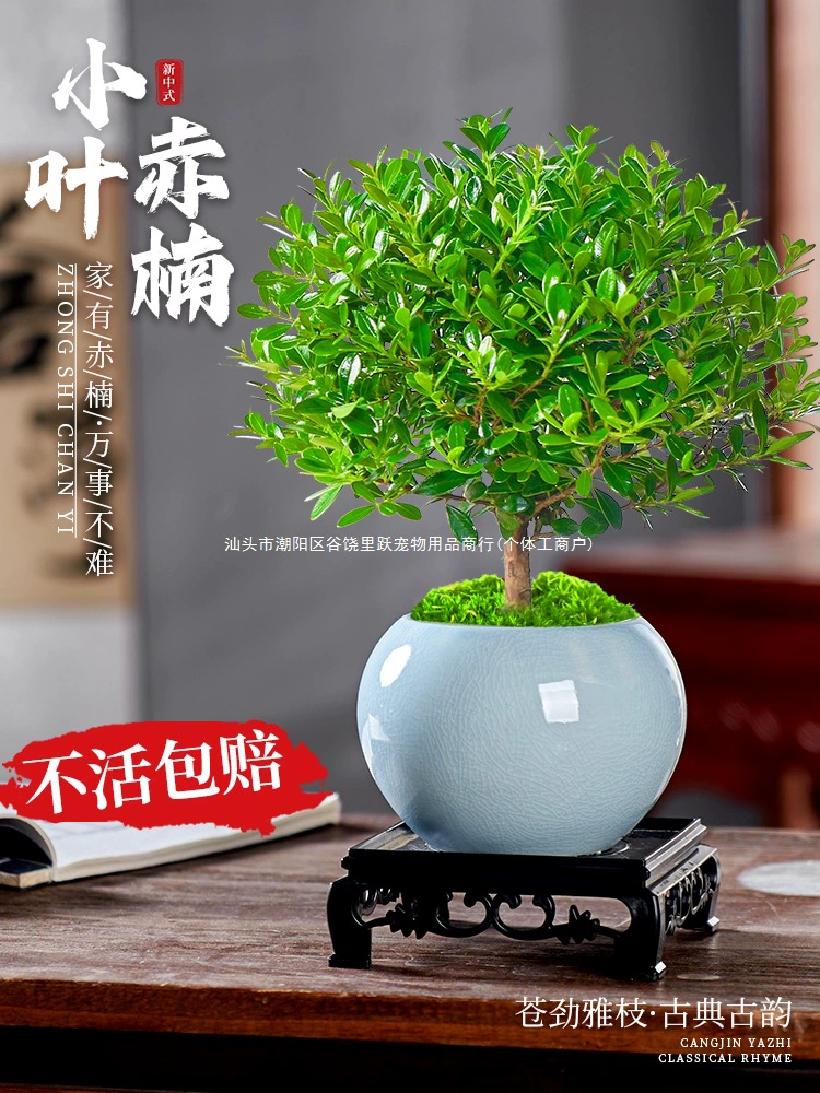 Бонсай из красного сандалового дерева с мелкими листьями, старый сучок, офисное комнатное зеленое растение в горшке, балкон, легкий в уходе, настольный цветок из розового дерева, домашнее животное.