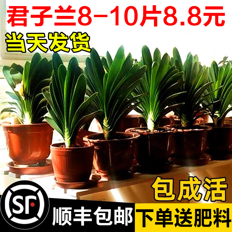 君子兰盆栽花卉植物大苗室内花园四季开花耐寒绿植多肉桌面小盆景