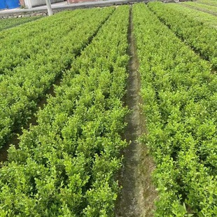 ���ش������l�����S����S��ë��ɫ�K�ɻ��ʸ�