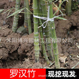 罗汉竹佛肚竹盆栽老桩竹子苗庭院绿植四季常青矮化竹子盆景青竹苗