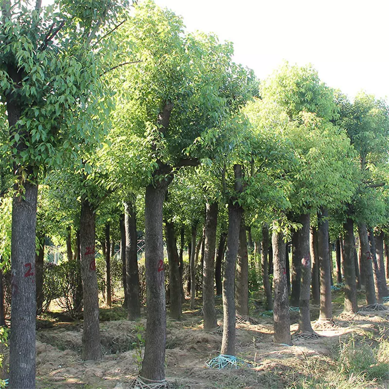 香樟树苗工程绿化苗木盆栽庭院行道树南北方种植风景特殊造型乔木