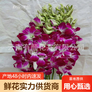 Yunnan Kunming Flower Wholesale Orchid Flowers Direct Batch Yanglan Qiandai Orchid Wandai Orchid Orchid Supply Flower Shop Wedding