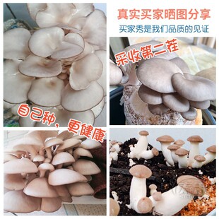 Ģ�����������Nֲ��ƽ���㹽�`֥ĥ���N��ᘹ��ԷN���N��ͥ�ҷN