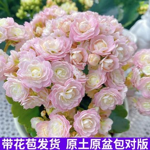 �L�ۻ������ذ�����󻨎����������ļ��҃��_�����B�Ļ���ֲ��