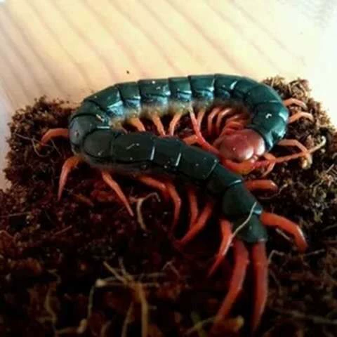 Живая мотылька как корм для арован, красноголовая и красноногая живая мотылька, живая пища для боевых кур и птиц, мотылька, замоченная в спирте.