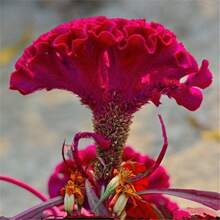 �ļ��׷N���U����u�ڻ��N�Ӽtɫ�u�ڻ���ͥԺ�̨�G����������